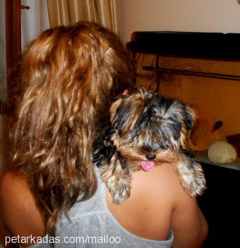 mailo Erkek Yorkshire Terrier