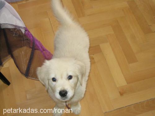 ares Dişi Golden Retriever