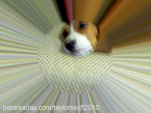 hector Erkek Beagle