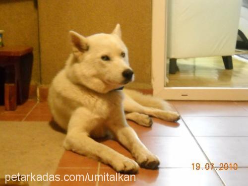 kanka Erkek Sibirya Kurdu (Husky)