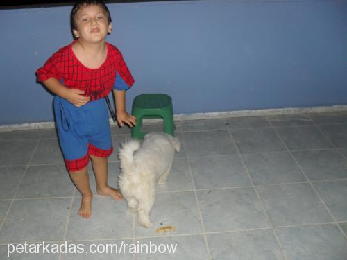 pamuk Erkek West Highland White Terrier