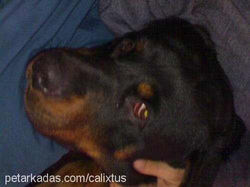 calixtus Erkek Rottweiler