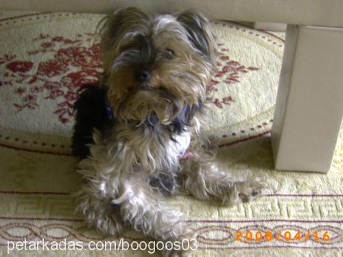 kenzo Erkek Yorkshire Terrier