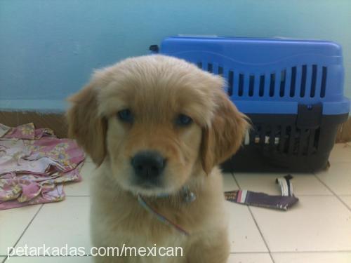 lady Dişi Golden Retriever