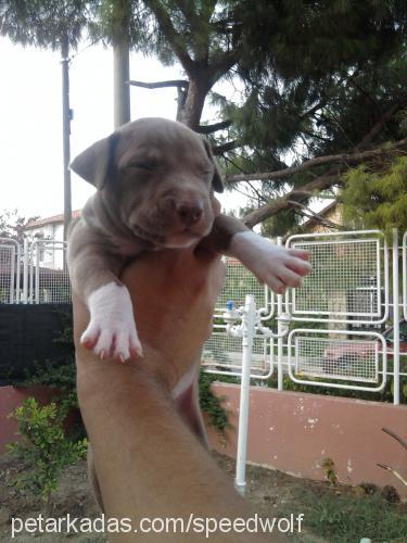 yavrularımızapb Erkek Amerikan Pitbull Terrier