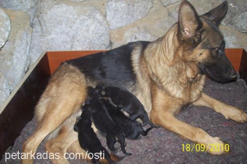 kıtmir Dişi Alman Çoban Köpeği