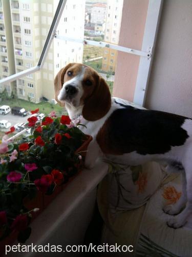 keita Erkek Beagle