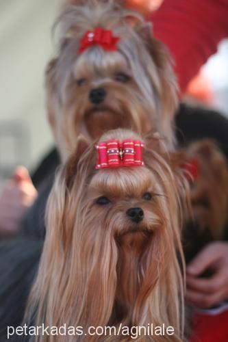 lily Dişi Yorkshire Terrier