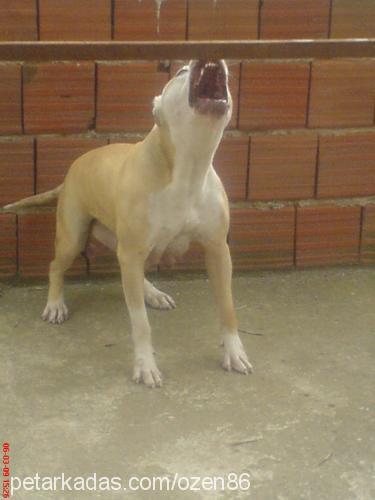 pars Dişi Amerikan Pitbull Terrier