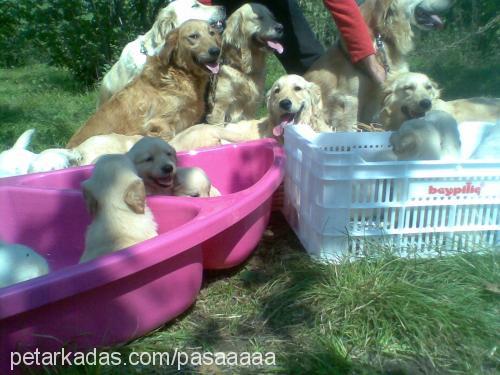 şiva Dişi Golden Retriever