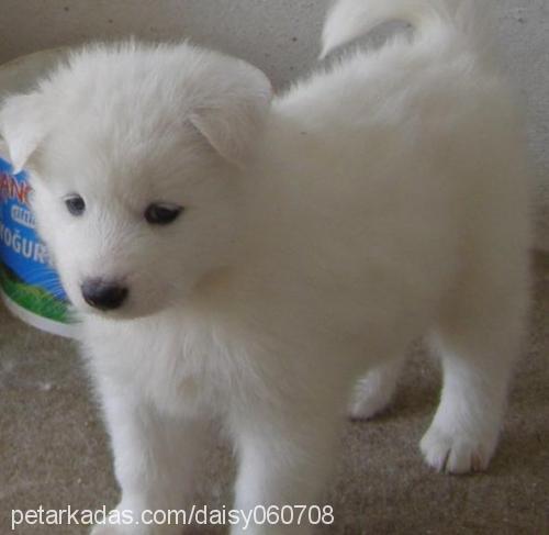 daisyparsbebişl Dişi Samoyed