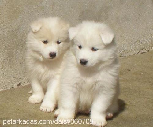 daisyparsbebişl Dişi Samoyed