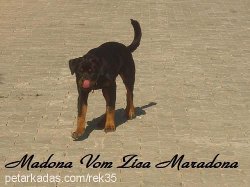 madona.v.z.m Dişi Rottweiler