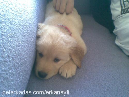 denden Erkek Golden Retriever