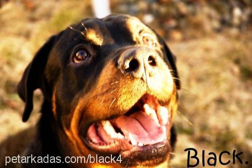 black Erkek Rottweiler