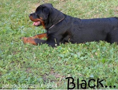 black Erkek Rottweiler