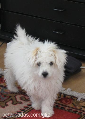 dolly Erkek West Highland White Terrier