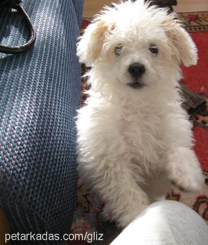 dolly Erkek West Highland White Terrier