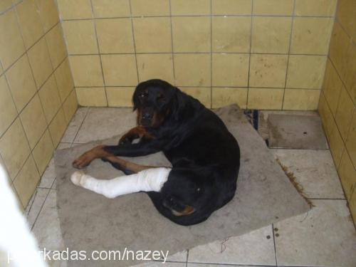 rotbİ Erkek Rottweiler