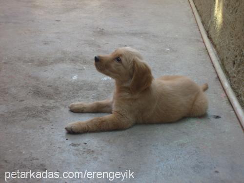 kimyon Dişi Golden Retriever