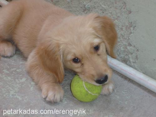 kimyon Dişi Golden Retriever