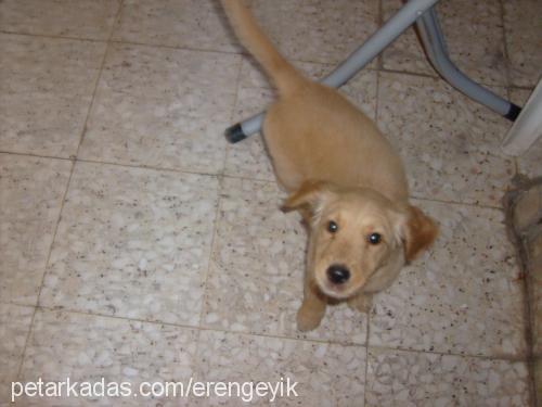 kimyon Dişi Golden Retriever