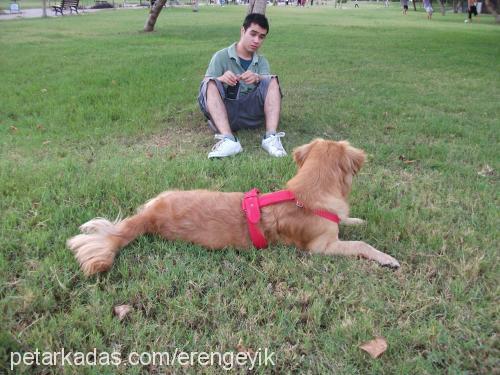 kimyon Dişi Golden Retriever