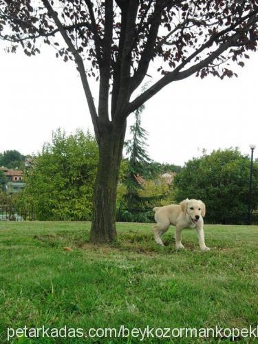 nazar Dişi Sokö (Sokak Köpeği)