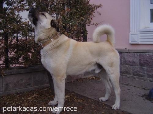 argos Erkek Kangal