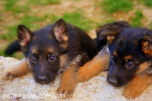 paiki Dişi Alman Çoban Köpeği