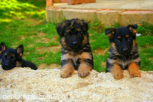 paiki Dişi Alman Çoban Köpeği