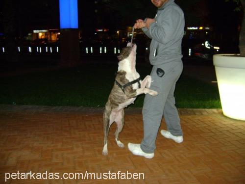 smoki Dişi Amerikan Pitbull Terrier