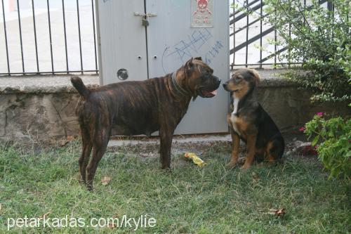 kylei Dişi Mastiff