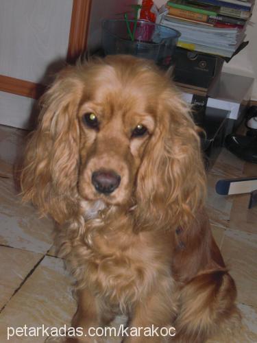 kuki Dişi Amerikan Cocker Spaniel