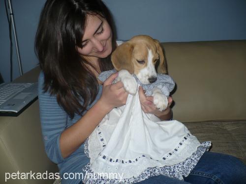 zoe Dişi Beagle