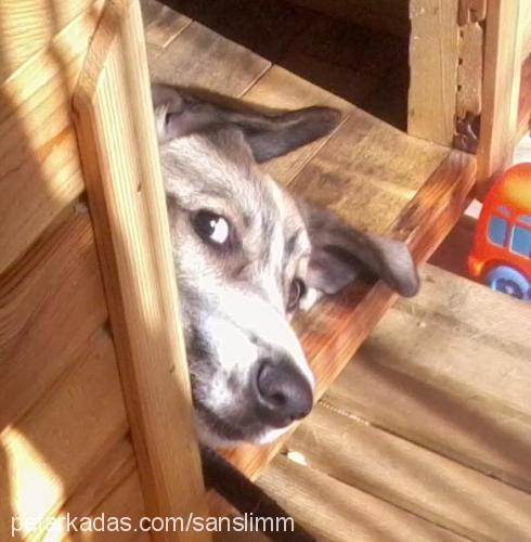 Şanslı Erkek Jack Russell Terrier