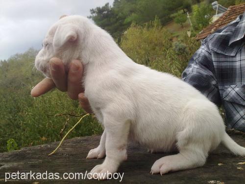 white Dişi Dogo Arjantin