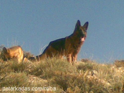 siyu Erkek Alman Çoban Köpeği