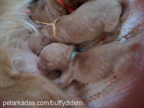 buffy Dişi İngiliz Cocker Spaniel