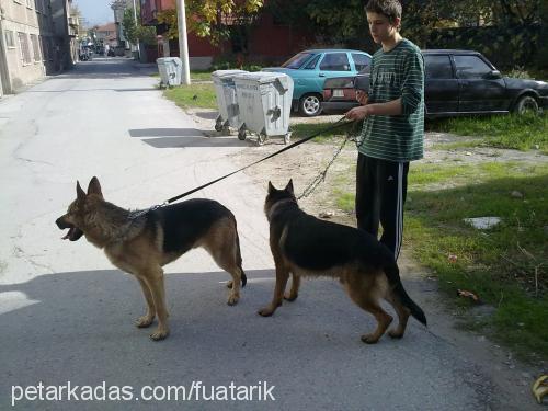 leo Erkek Alman Çoban Köpeği