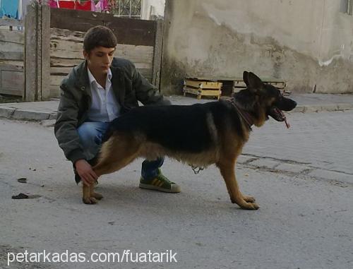 leo Erkek Alman Çoban Köpeği