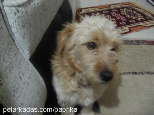 pamir Erkek Border Terrier
