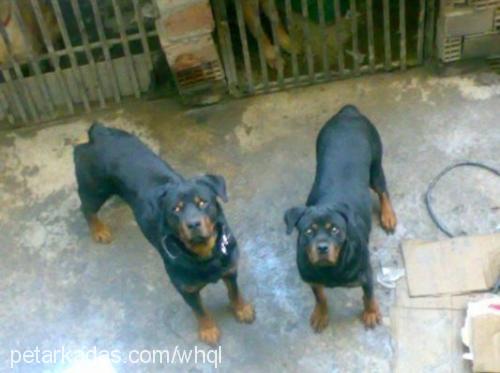 tango Erkek Rottweiler