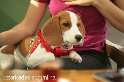 nina Dişi Beagle