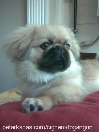 murphy Erkek Pekingese