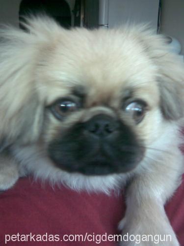 murphy Erkek Pekingese