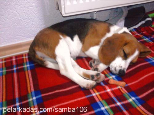 daisy Dişi Beagle