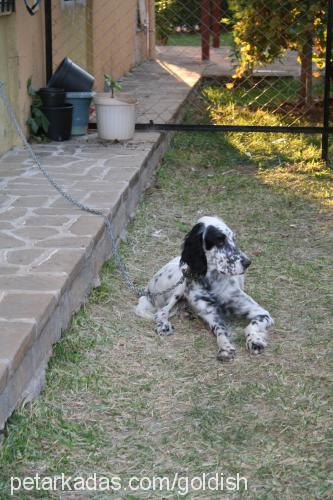 lady Dişi İngiliz Setter