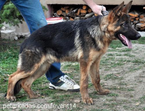 carlos Erkek Alman Çoban Köpeği