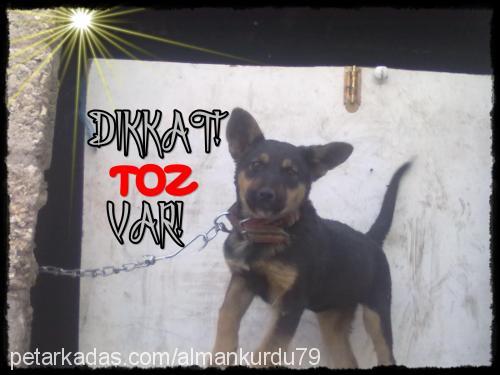 toz Erkek Alman Çoban Köpeği